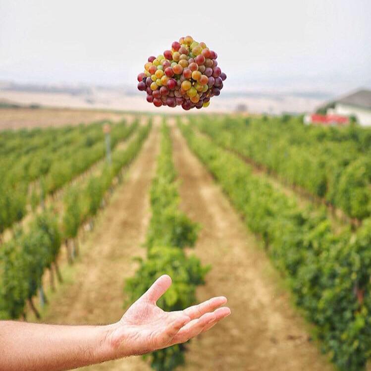 Barbare Vineyard